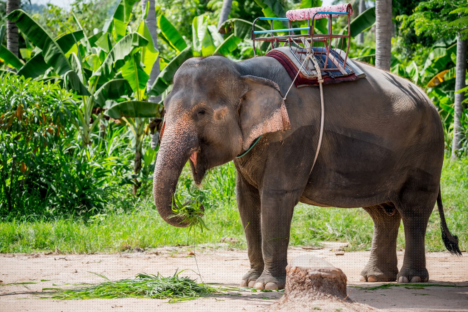 koh phangan elephant sanctuary